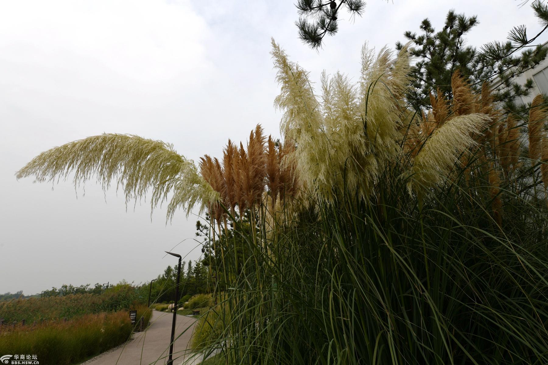 初秋西安市鄠邑区渼陂湖的芦苇和蒲苇