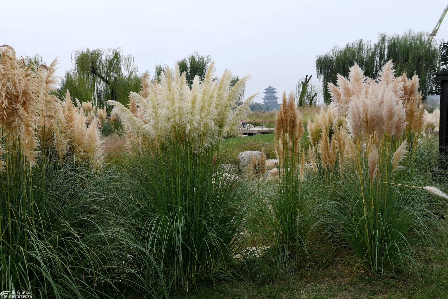 初秋西安市鄠邑区渼陂湖的芦苇和蒲苇-全民乱拍-华商论坛
