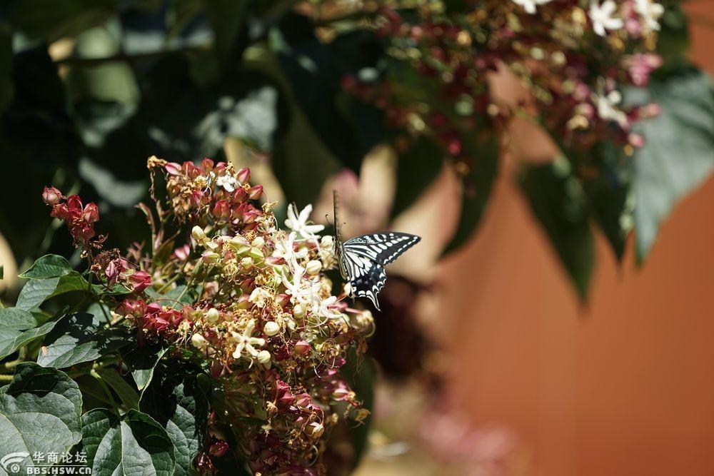 花蝴蝶与绣球花!