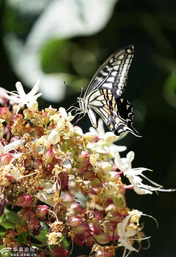 花蝴蝶与绣球花