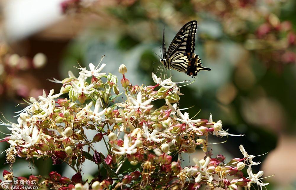 花蝴蝶与绣球花!