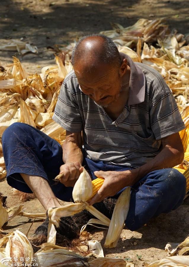 烈日下剥玉米皮的八旬农村老人