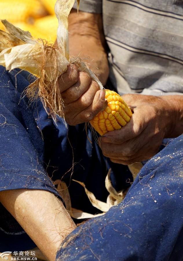 烈日下剥玉米皮的八旬农村老人