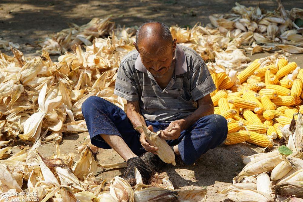 烈日下剥玉米皮的八旬农村老人