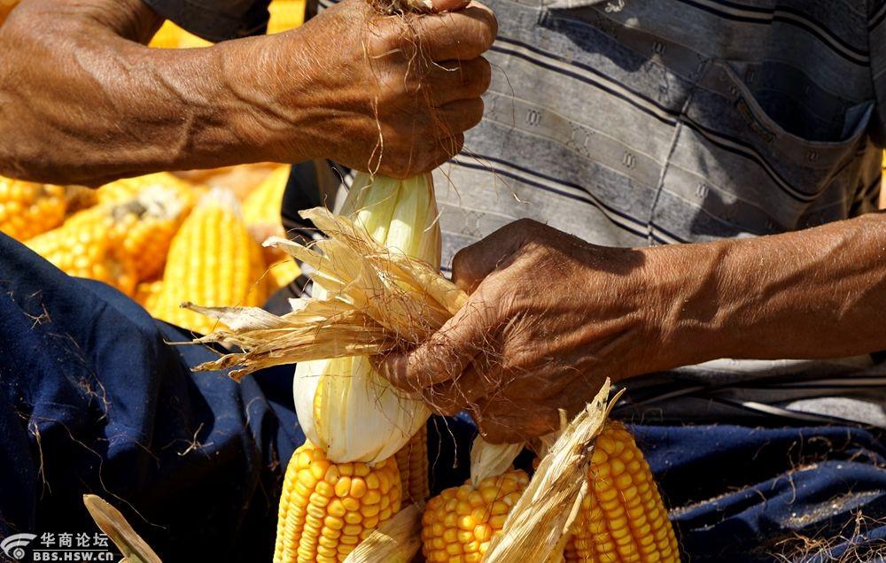 烈日下剥玉米皮的八旬农村老人