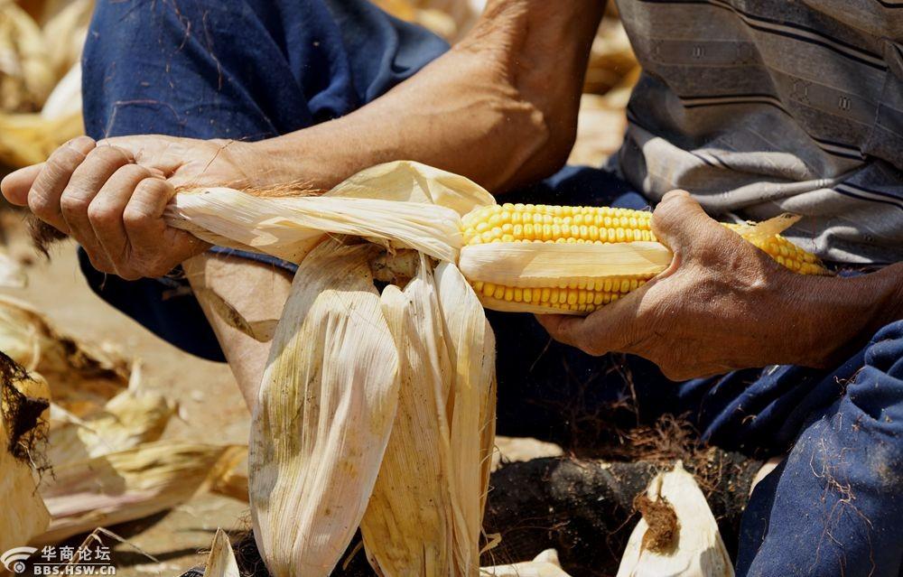 烈日下剥玉米皮的八旬农村老人