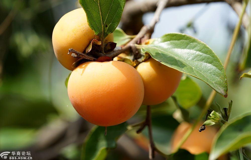 金秋柿子果实累累!