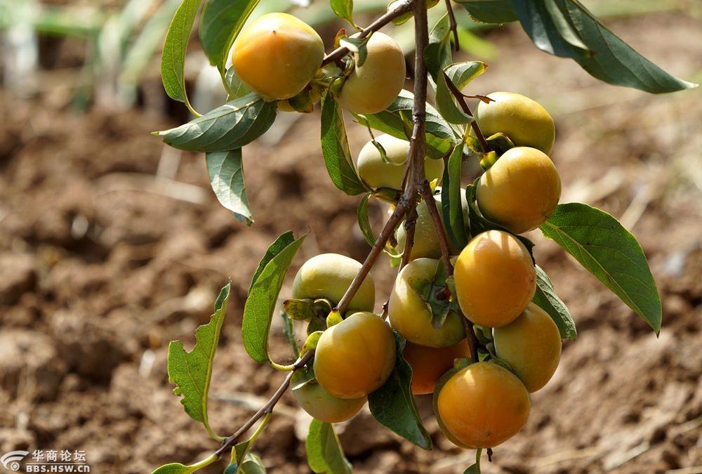 金秋柿子果实累累!