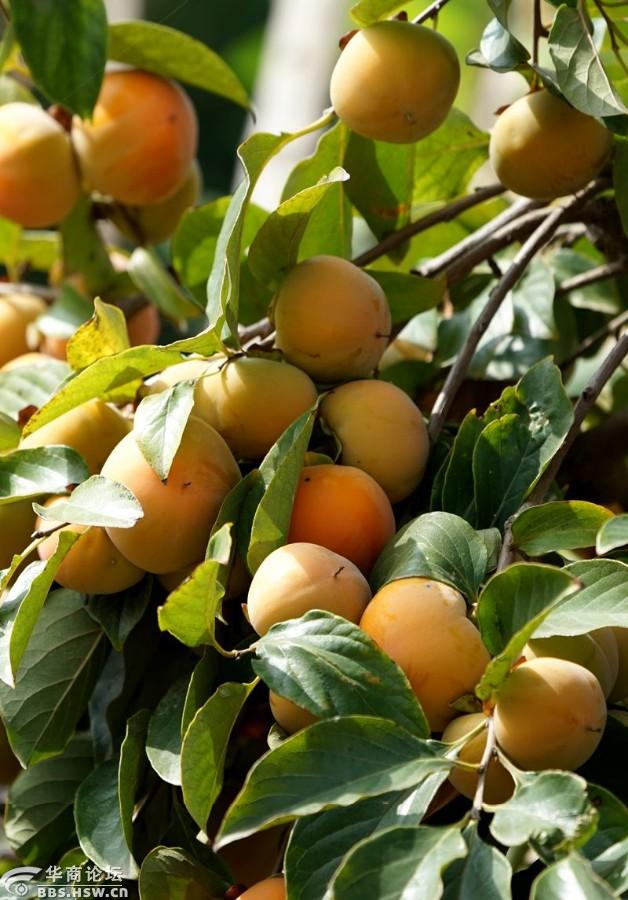 金秋柿子果实累累