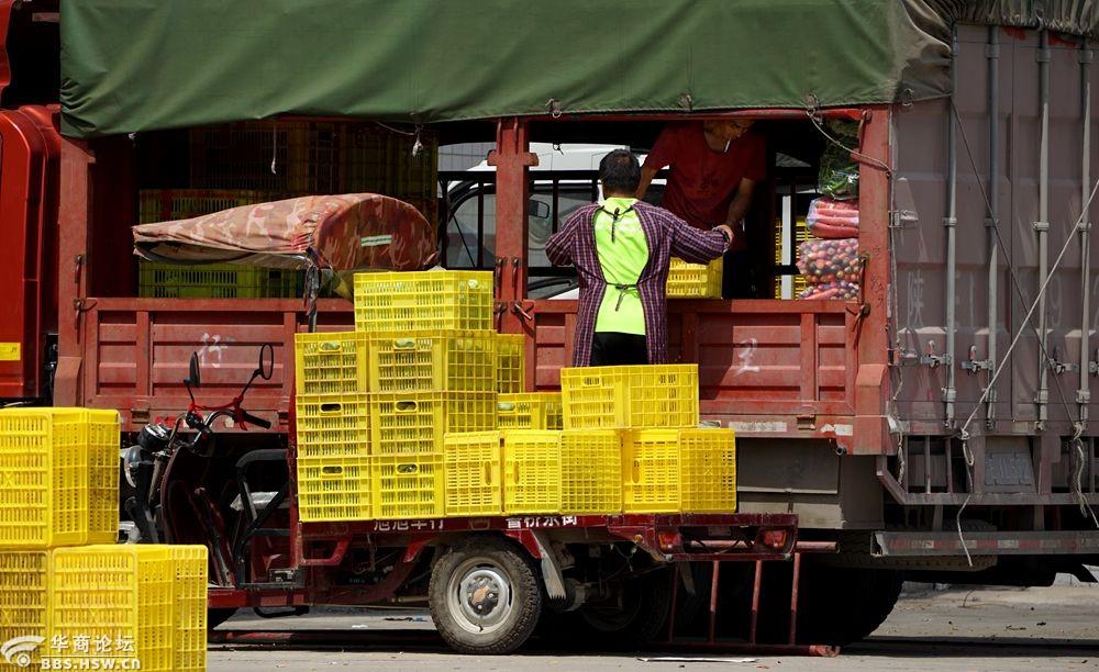 实拍三原蔬菜装车外运供应市场!