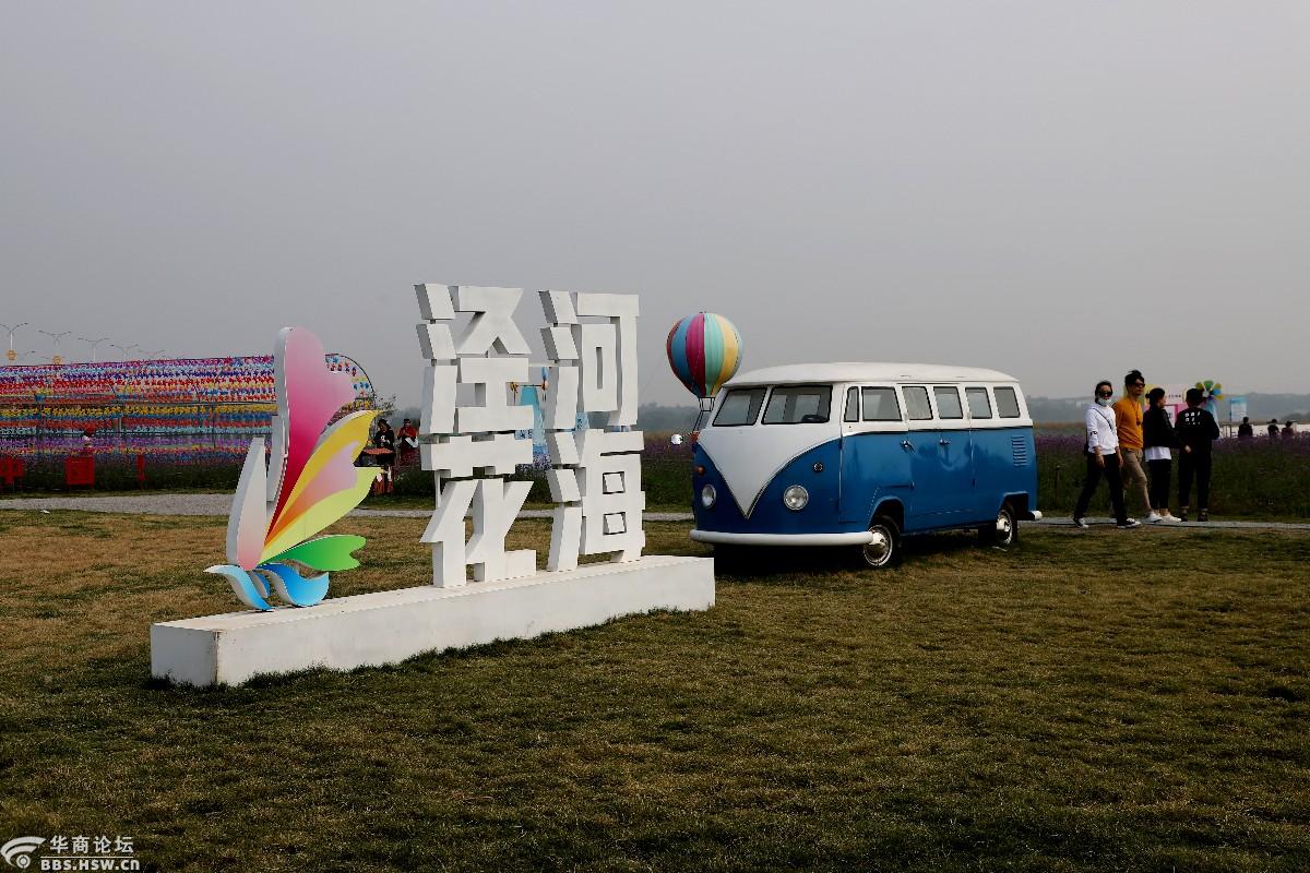 西安:国庆出行那里好?花园大会就是聊---西咸泾河花海今日随拍