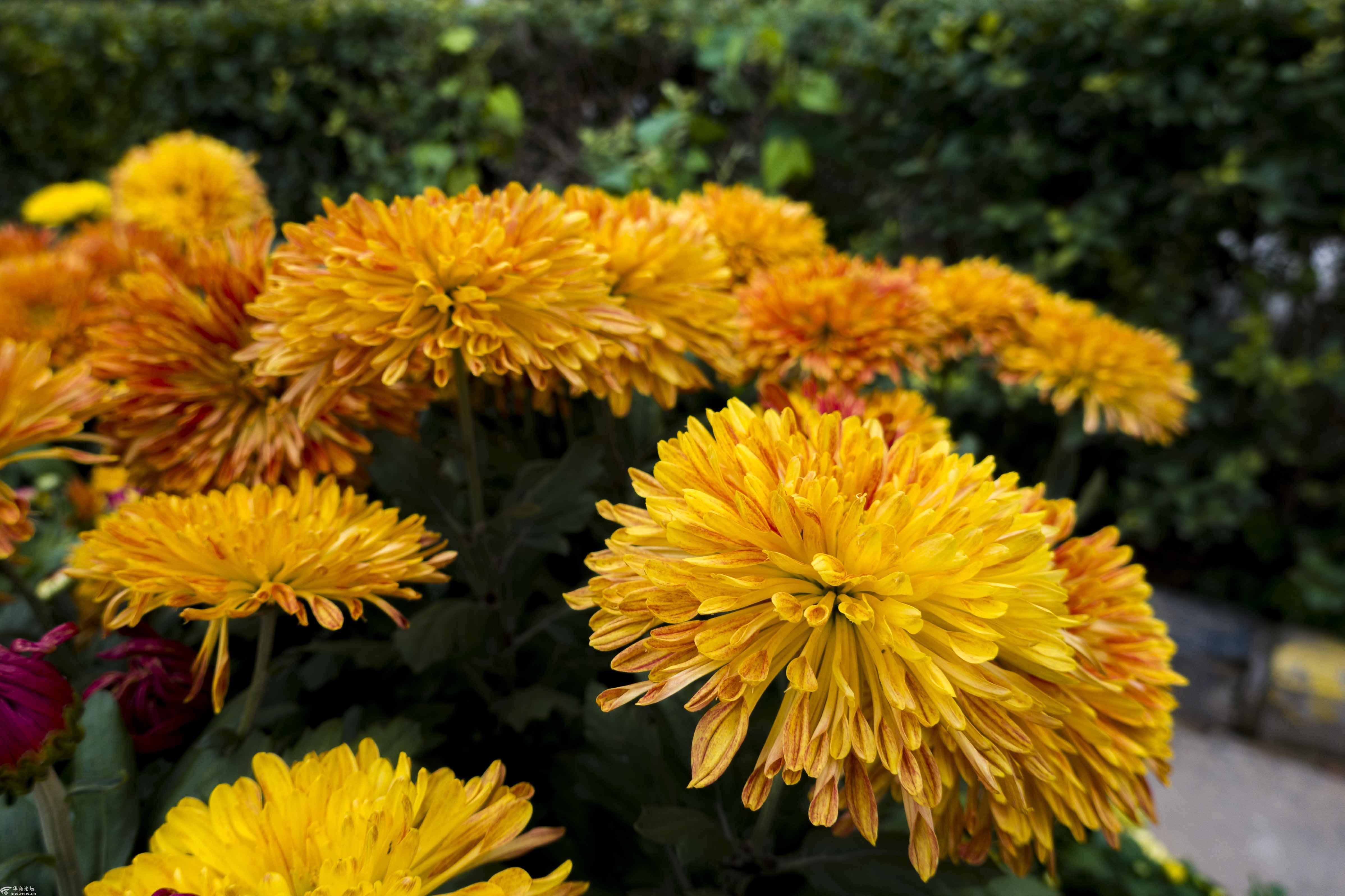 西安人的爱菊菊花展
