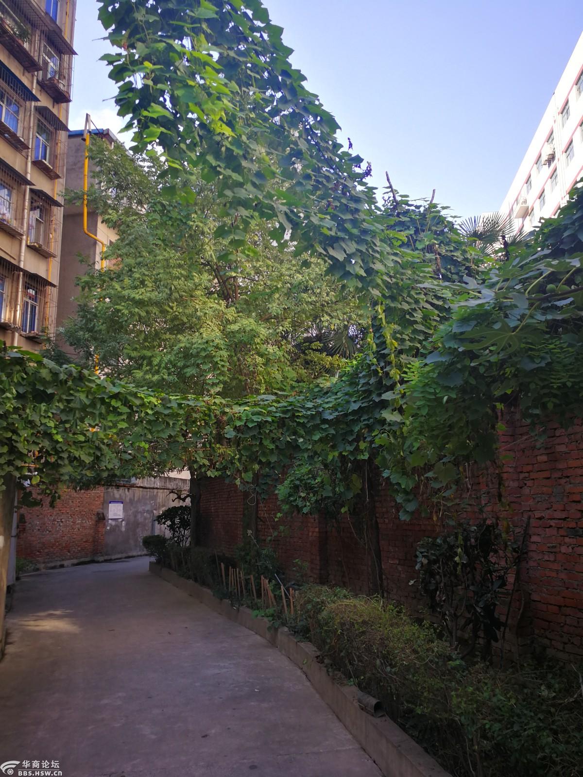 安康兴安公园,碧水如翡翠