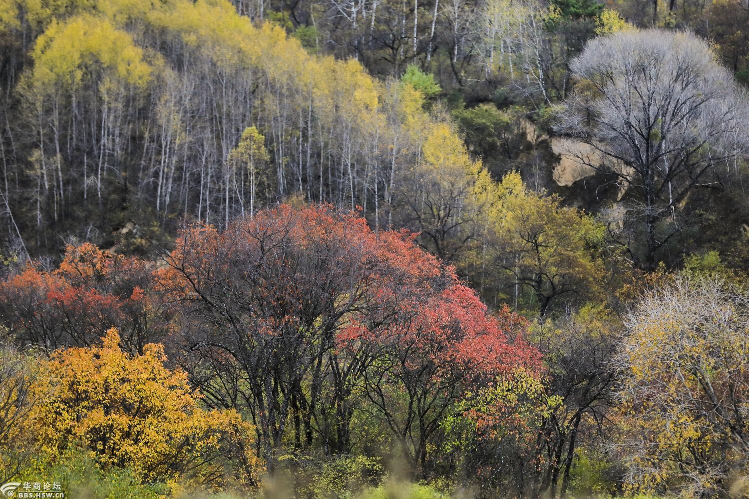 不远的彩林 就在洛川