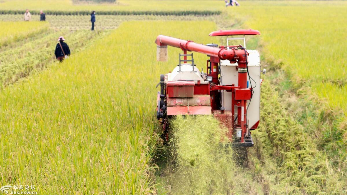 东大桂花球水稻开始收割啦!