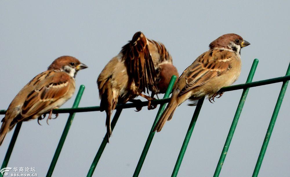 落在铁网上的麻雀!