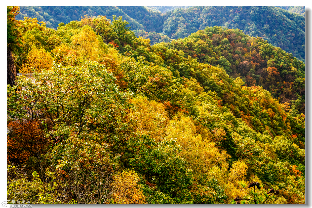 大美秦岭深秋季的分水岭黄花岭如诗如画美的醉人