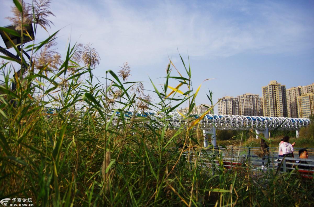 灞河左岸湿地公园