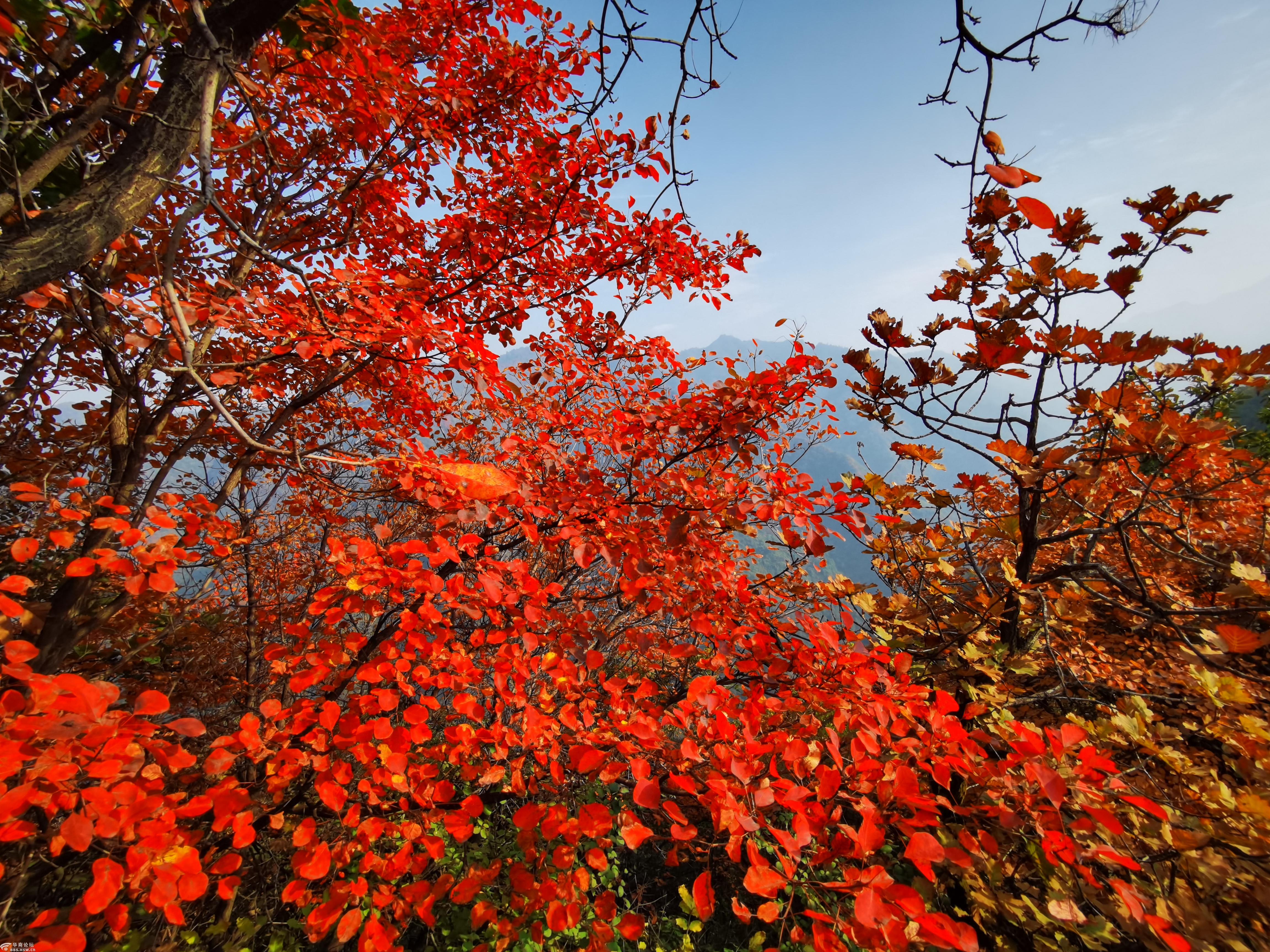 十二天门红叶醉了秦岭