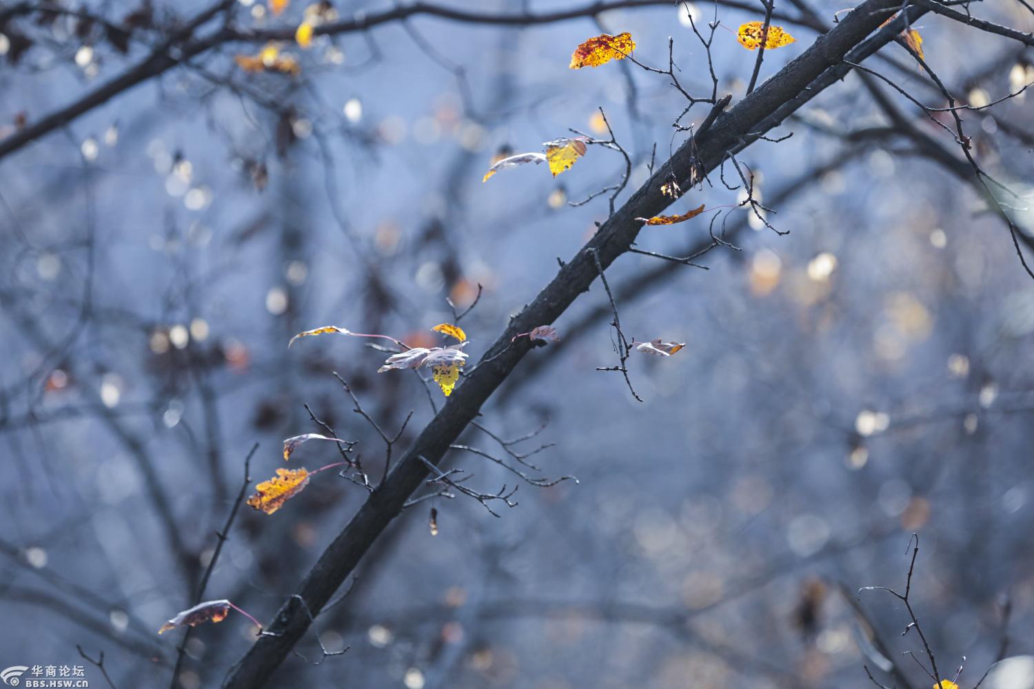 秋风瑟瑟黄叶飘零