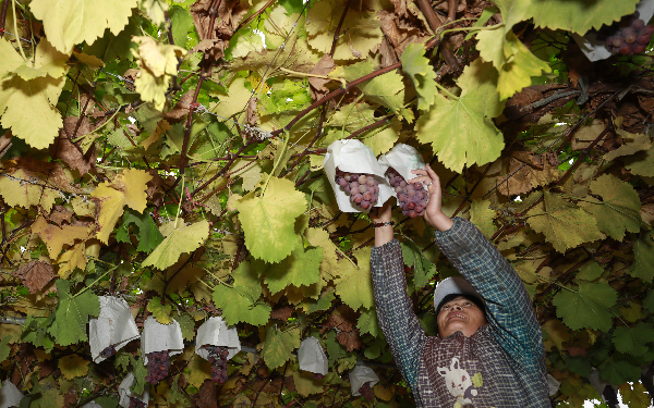 【文化扶贫在行动：陕西篇】6亩地种出8万元收入 临渭葡萄让农民的日子富了起来