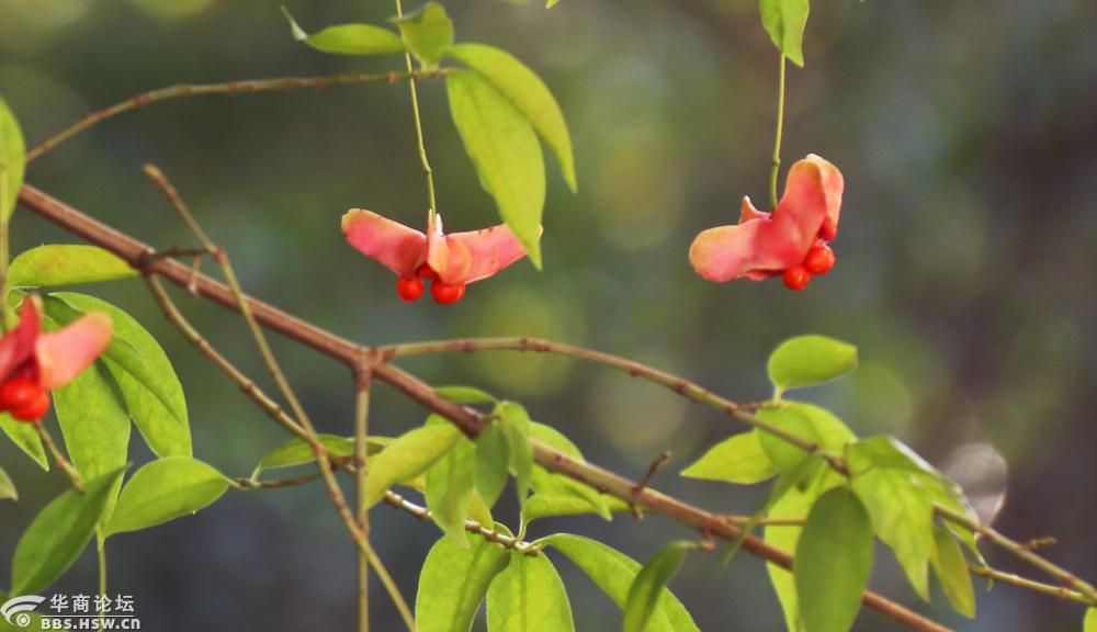 秋日的金丝蝴蝶掠影