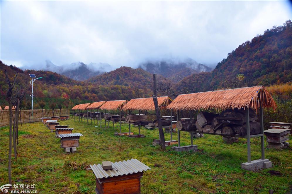 探秘凤县唐藏镇中蜂养殖基地