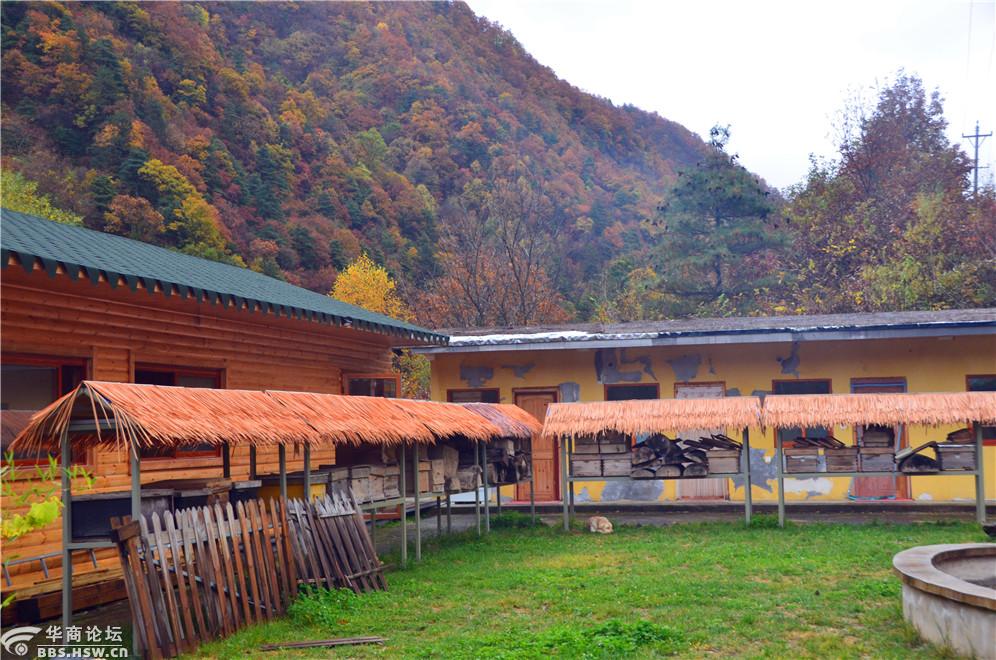 探秘凤县唐藏镇中蜂养殖基地
