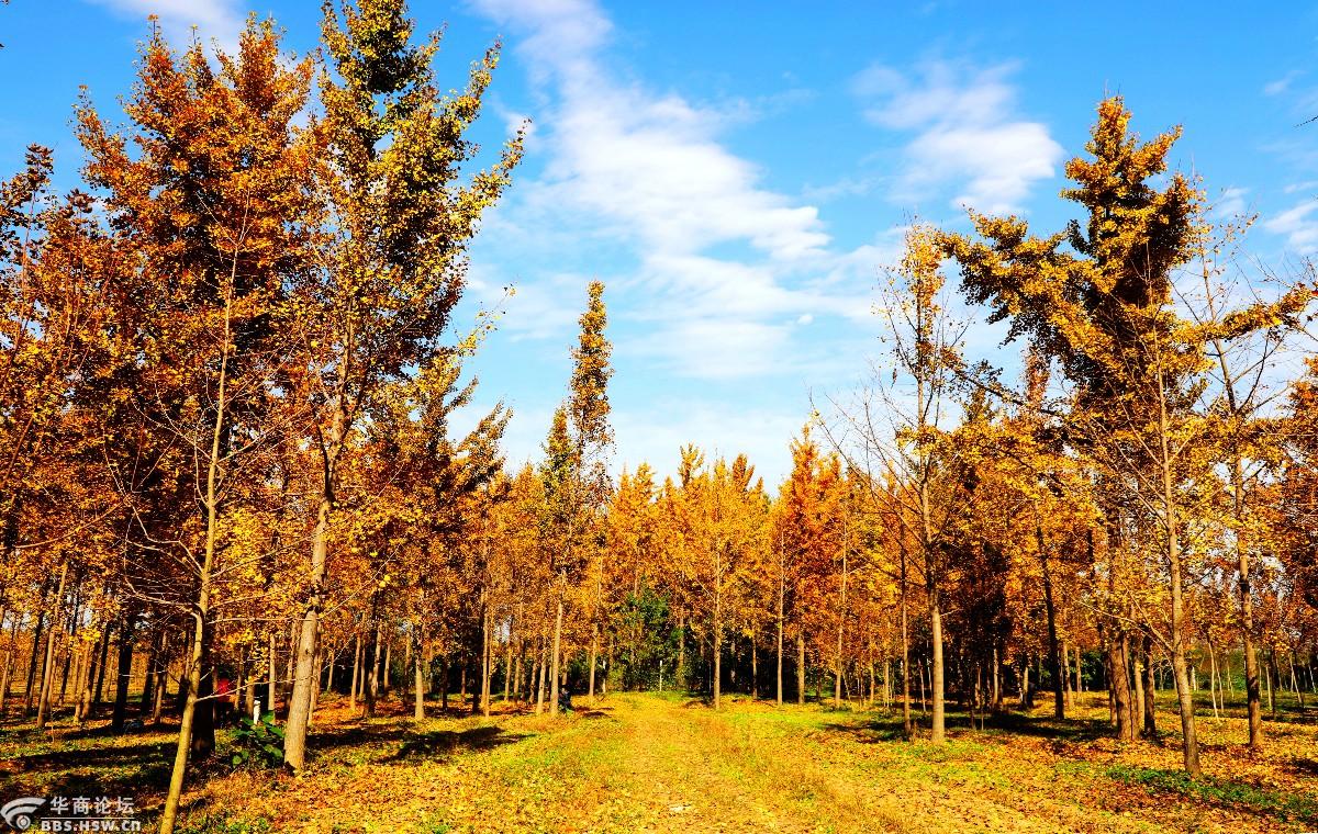 黄了一树的叶,美了一季的秋