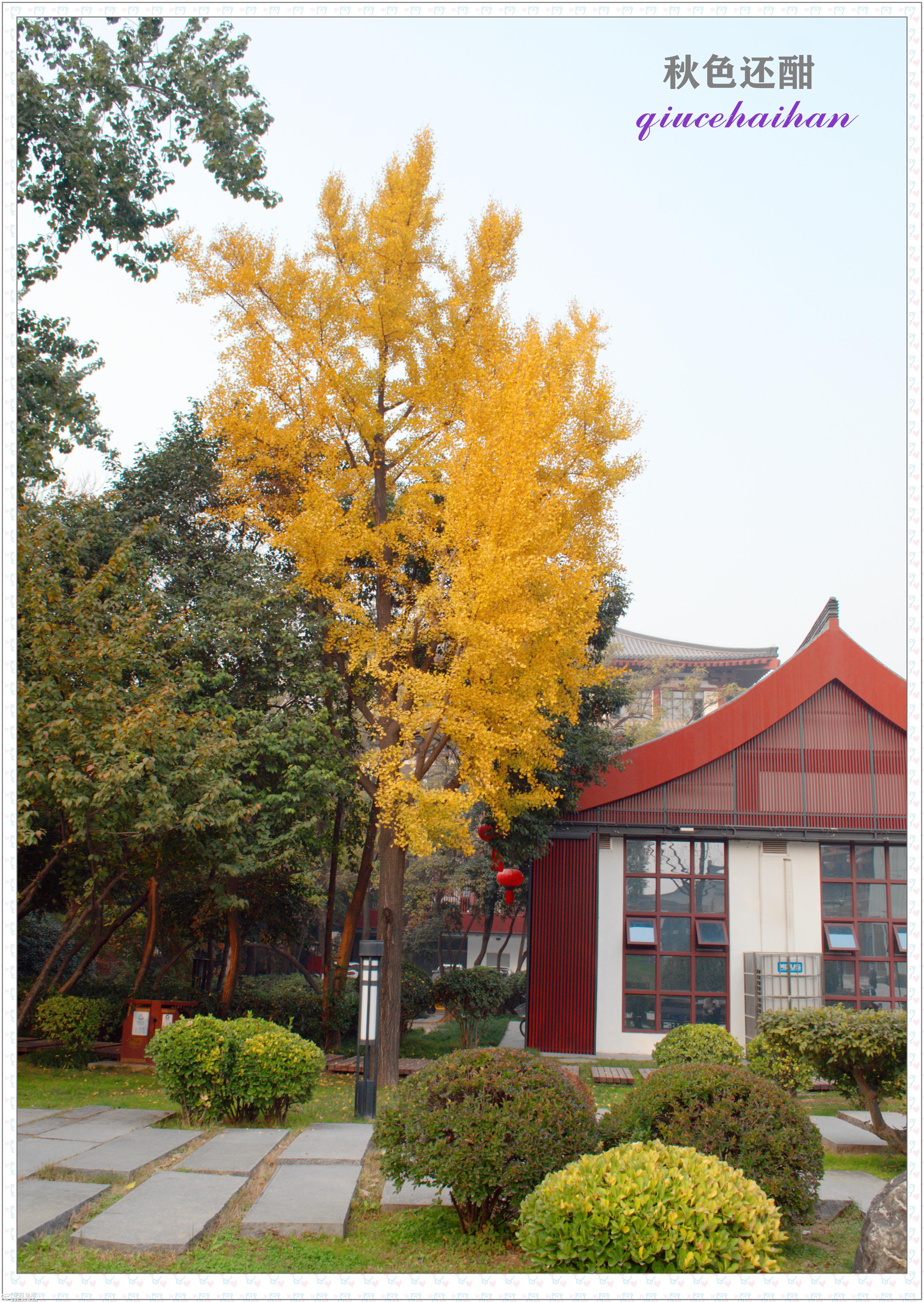 初冬雁塔西园印象-西安论坛-华商论坛