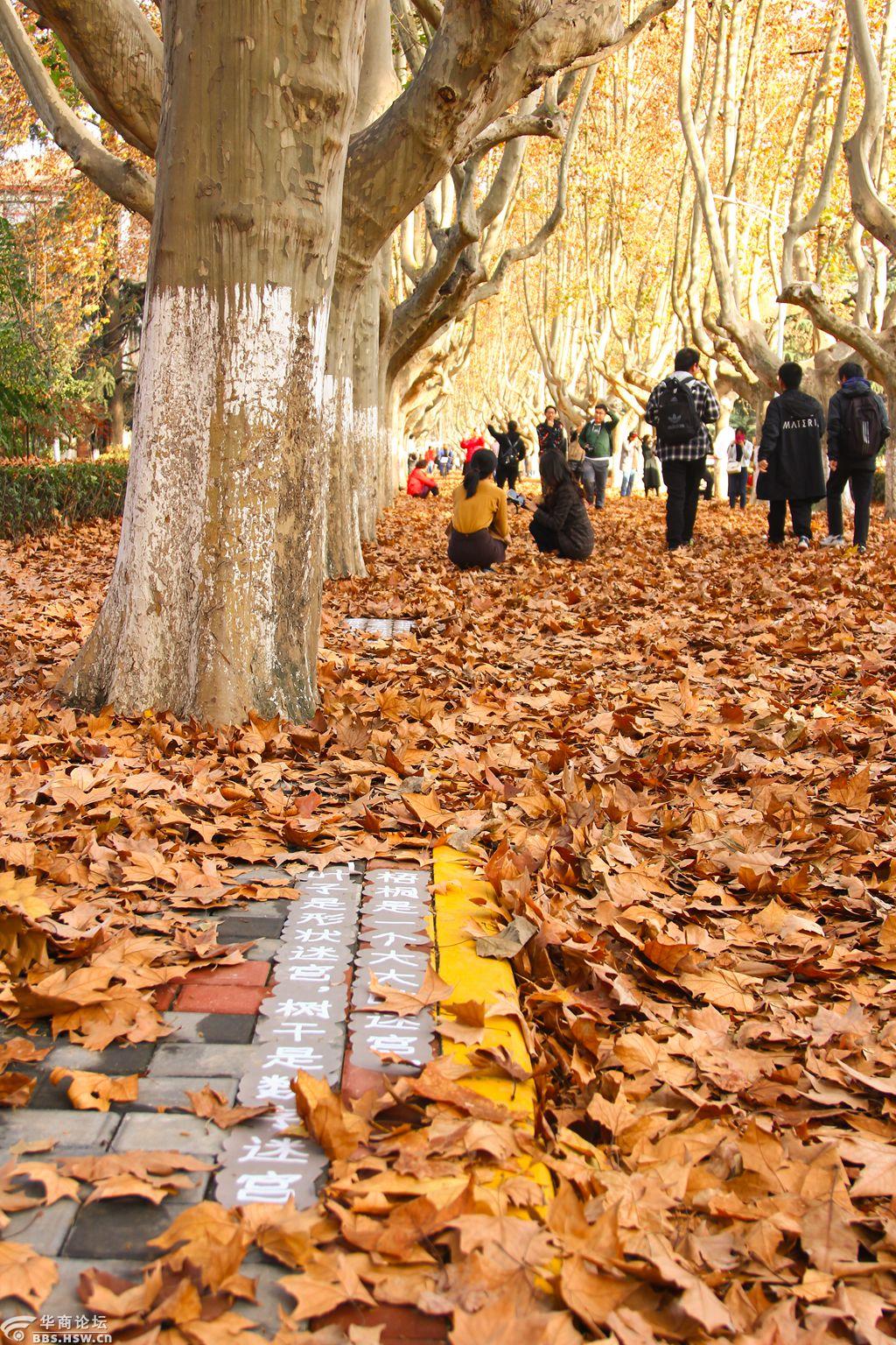 金色梧桐诗意交大西安交通大学举办金色梧桐节