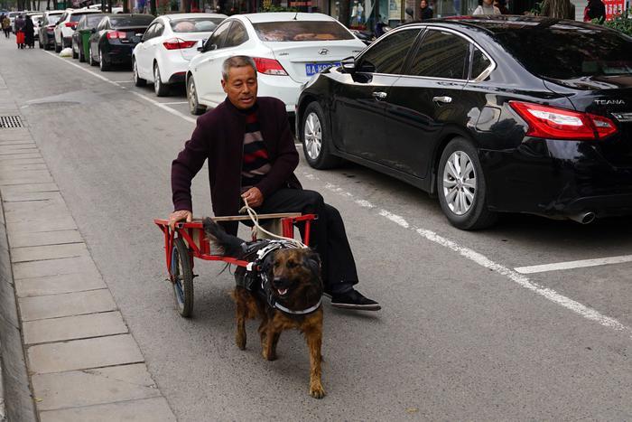 西安一市民自制拉车安排流浪狗“上岗”
