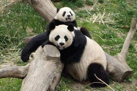 旅美大熊猫“美香”所生雄性幼崽被命名“小奇迹”