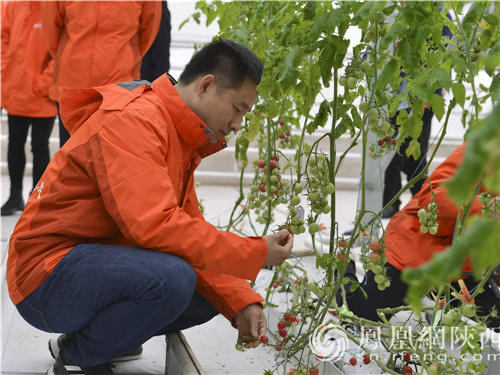 吴天龙在中东温室采摘品尝采用荷兰吊挂式无土栽培模式的串珠番茄