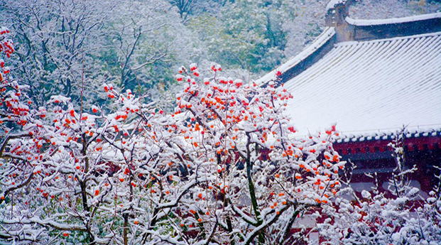骊山的雪和柿子树
