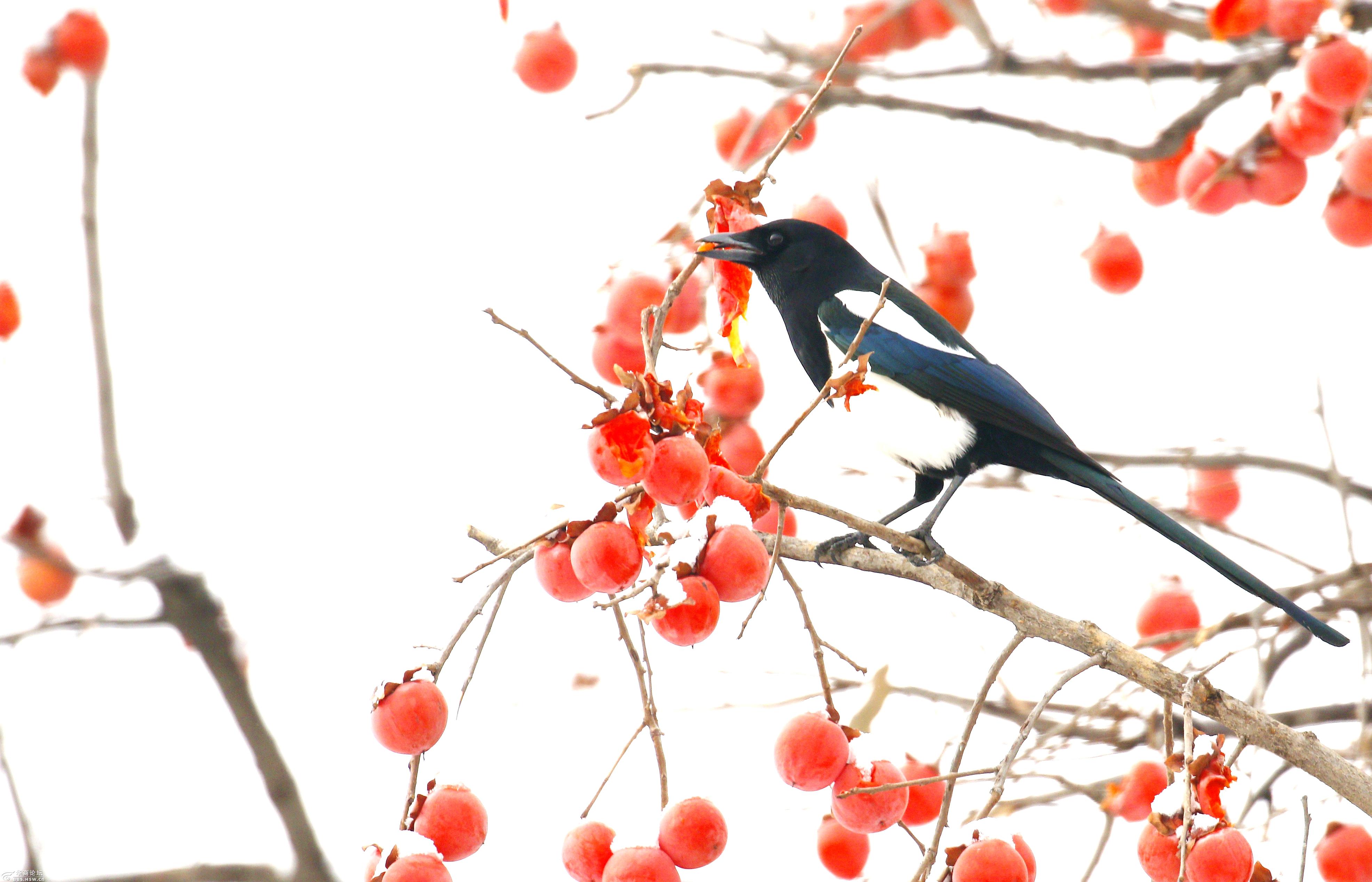 事事如意柿柿红,喜鹊登高闹红灯