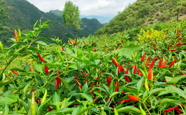 昔日撂荒地 如今产业兴|昔日撂荒地|如今产业兴-新闻_