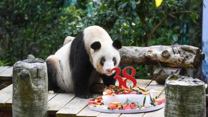全球最长寿圈养大熊猫去世 今年8月才庆祝了38岁生日