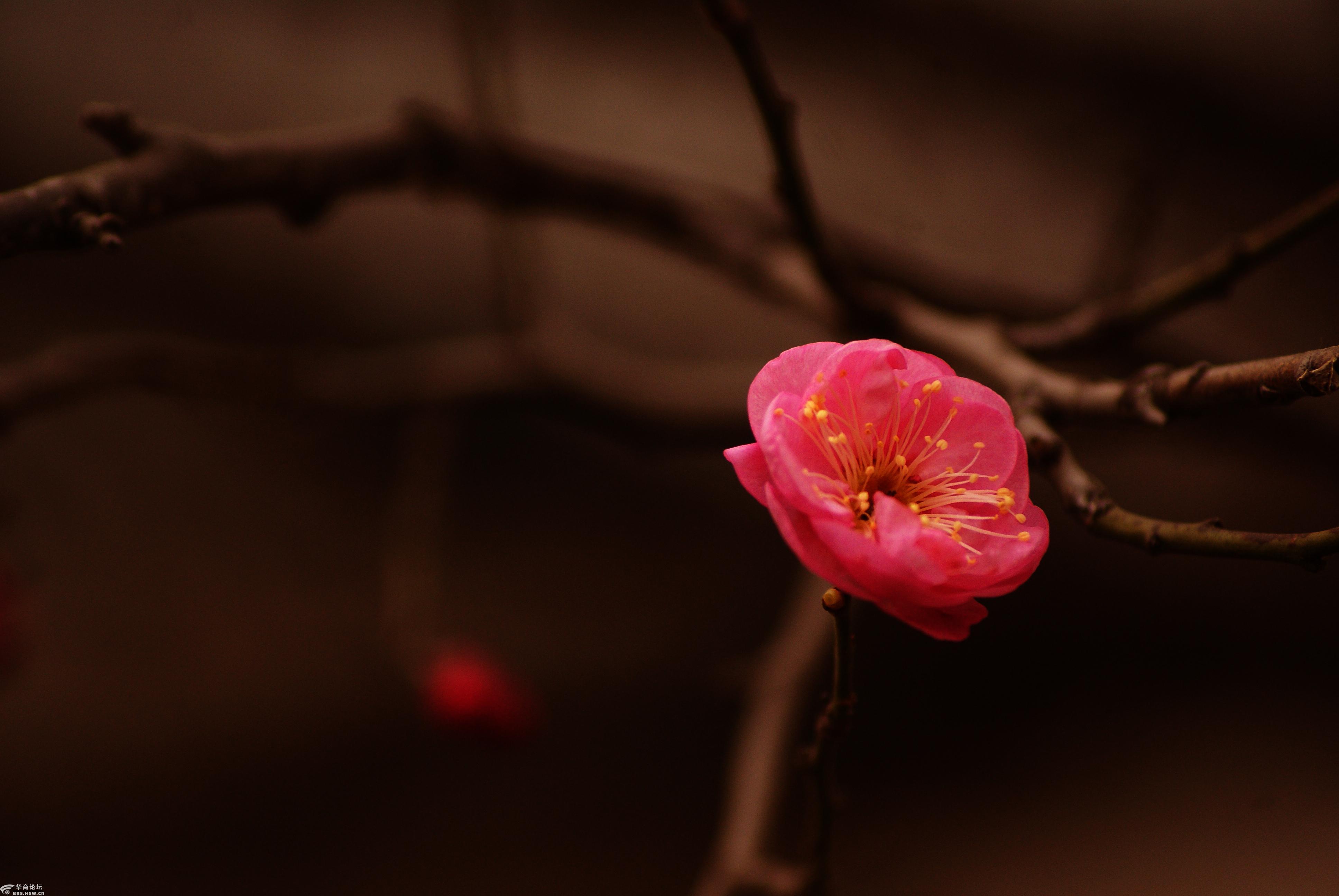 今年社区的梅花头九开真是难得一见