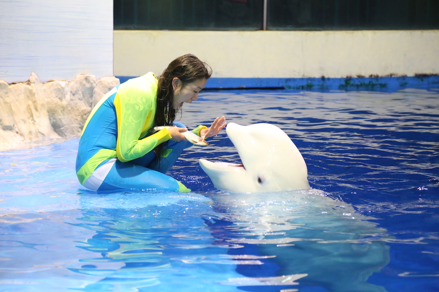 白鲸抖音吸粉数十万 中国最大极地主题公园明年一月开幕