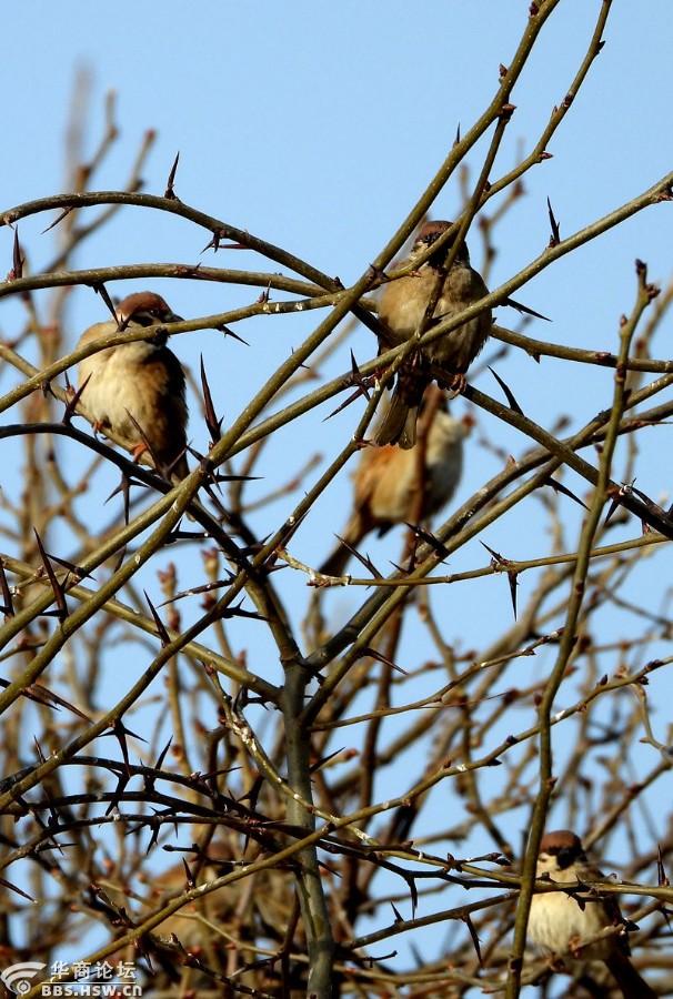 冬日皂角树上的麻雀群