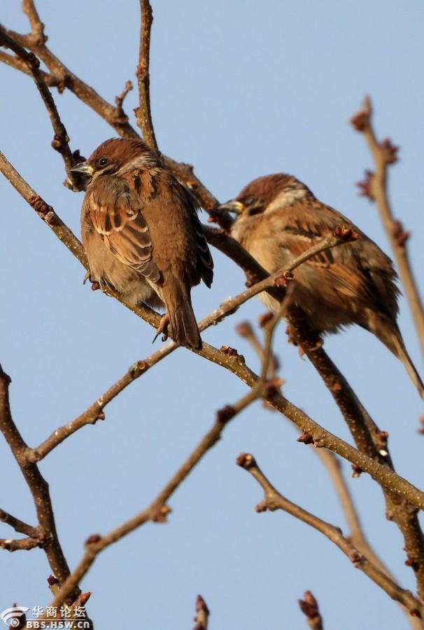 冬日皂角树上的麻雀群