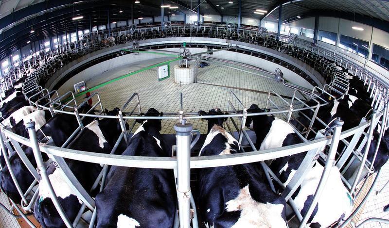 眉县现代牧业奶牛养殖场