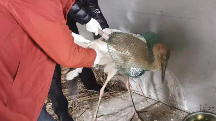江西接力救护受伤白鹤 目前已能自由站立行走