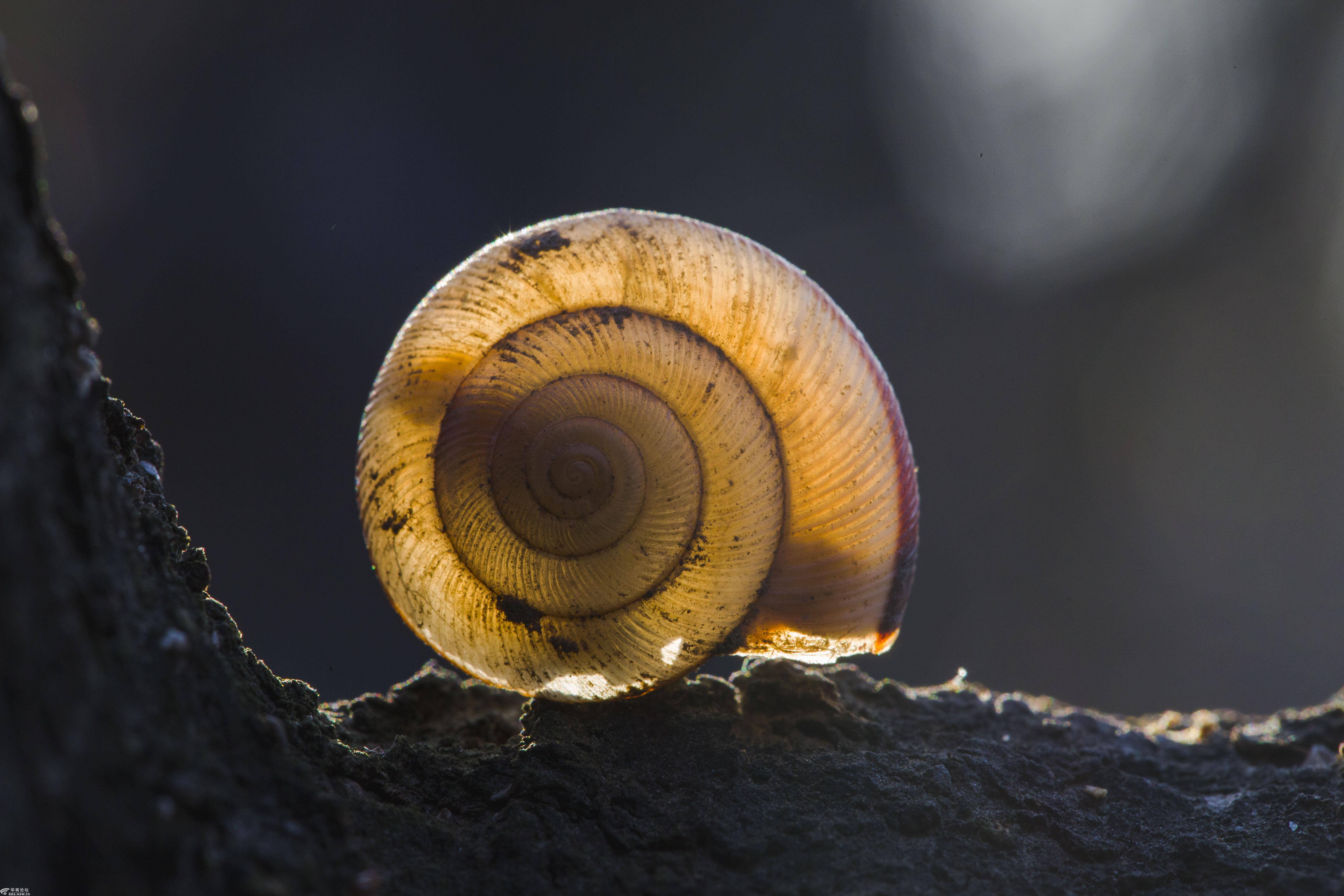 蜗牛背着重重的壳