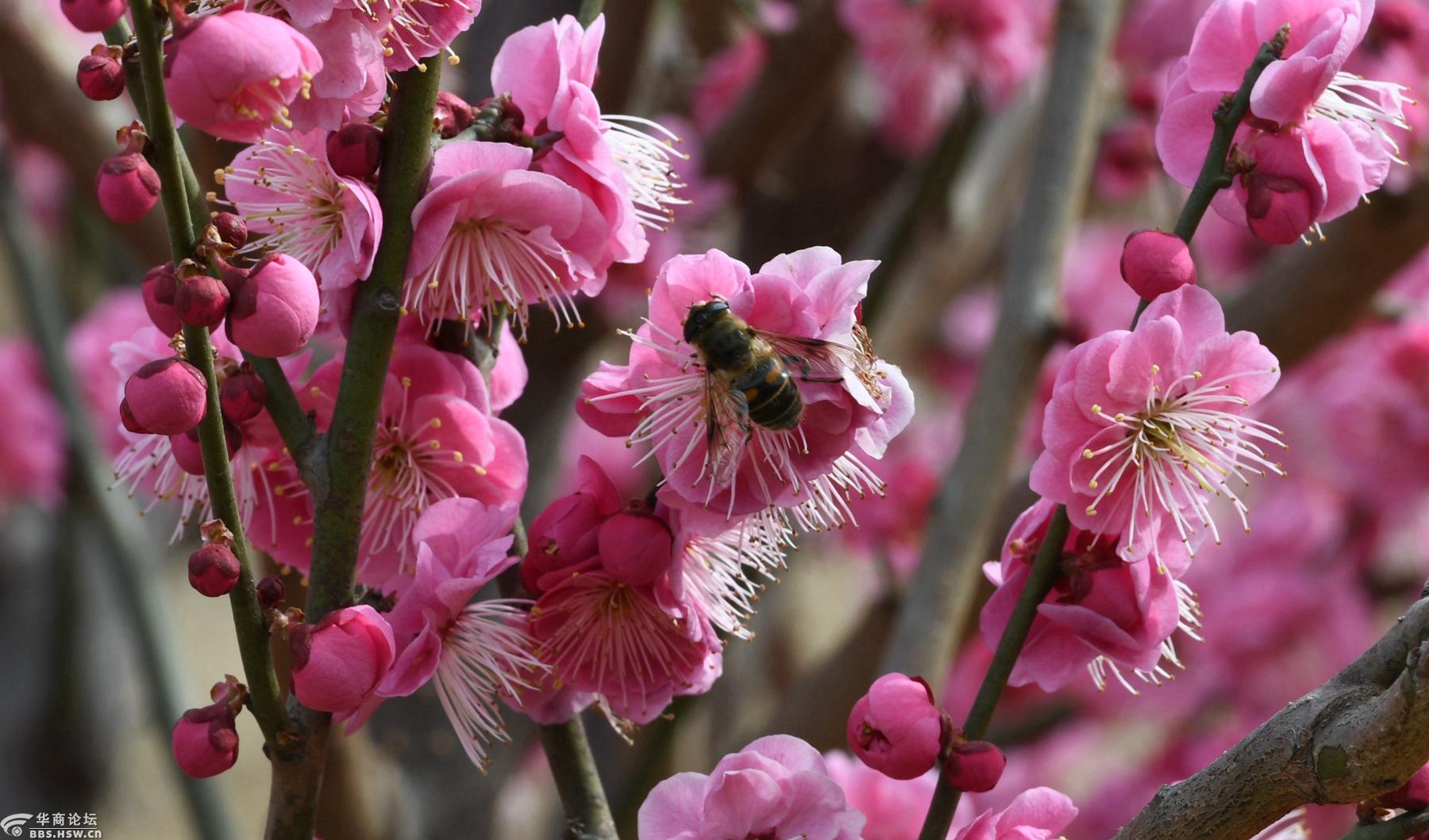 在阿姑泉看小鸟叨梅花花瓣, 再去中国周城南观赏梅花