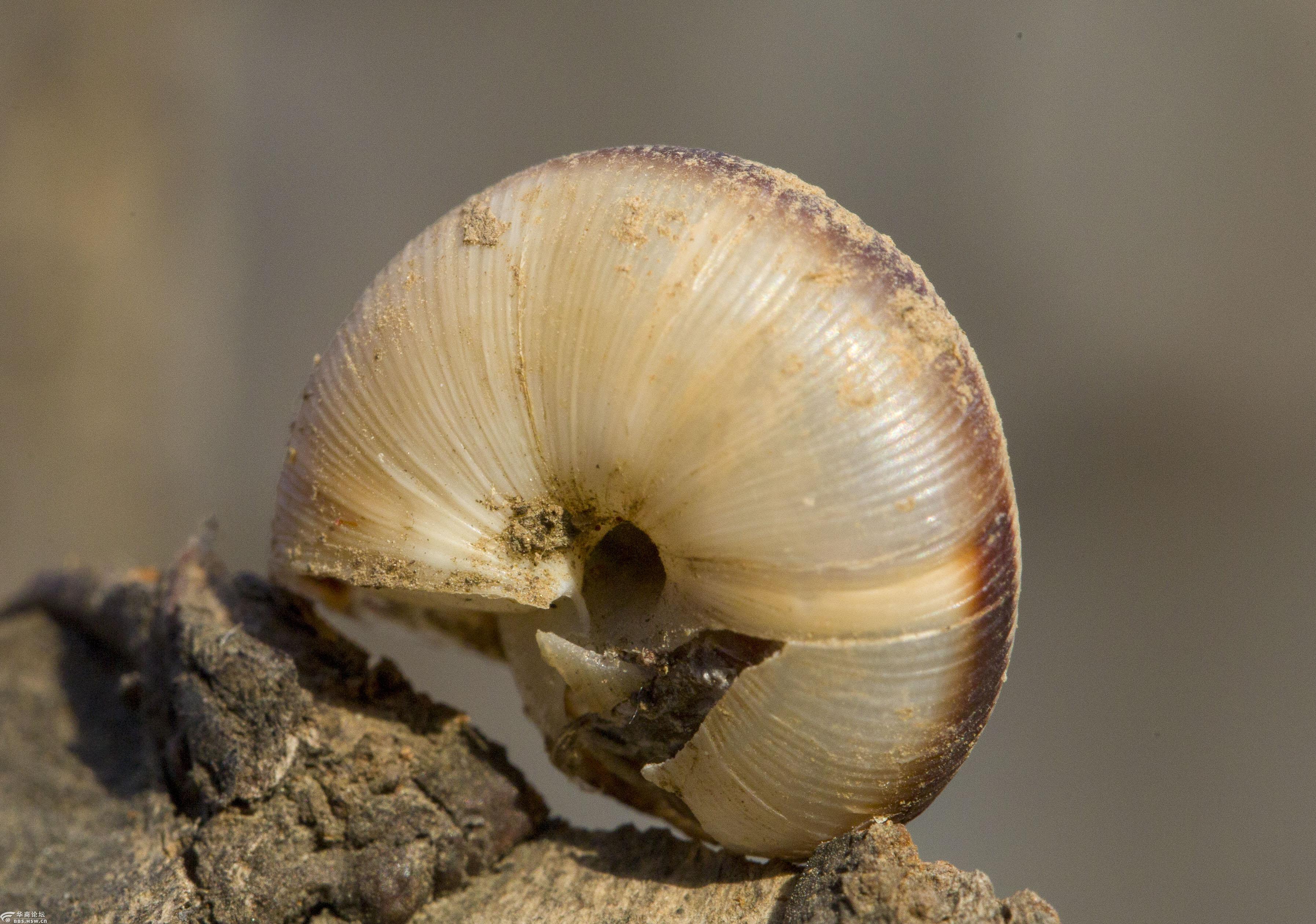 蜗牛背着重重的壳