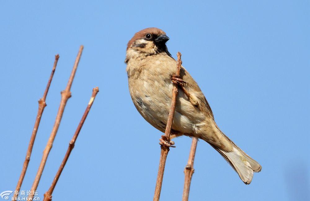 大地回春去农村拍麻雀!