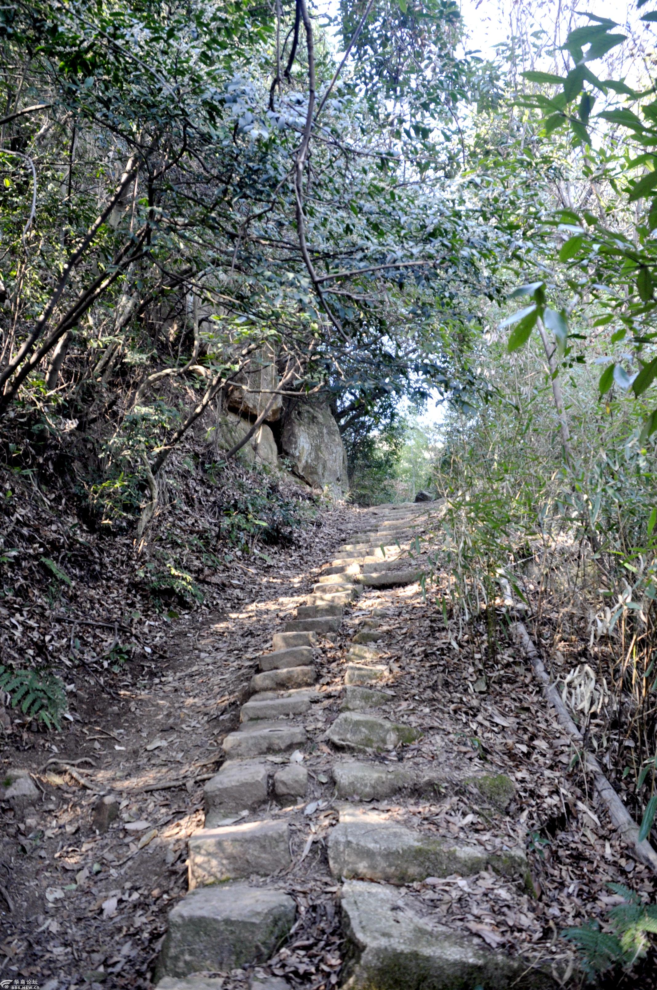 辛丑大年登山叟,莫干山上竞风流.