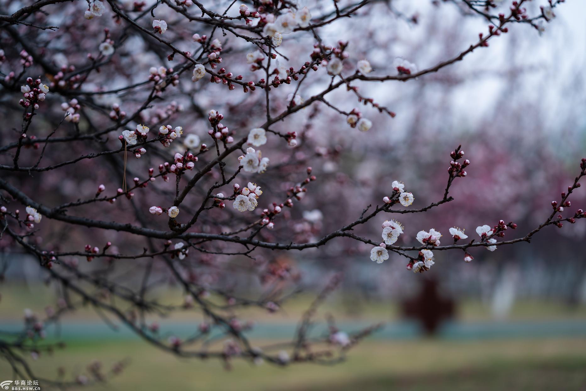 【春满长安·我眼中的春天】大明宫杏花微雨